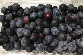たっぷりジャム作ろう！農薬不使用で栽培したブルーベリー 冷凍1500g