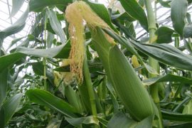 【2023販売終了】ハウス栽培トウモロコシ7本🌽(1本　340g～上限無し)
