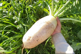 12月から販売予定【自然栽培🍀固定種】加賀伝統野菜打木源助大根・約1〜2kg・味しみ抜群！サラダ・おでんなど用途が広い