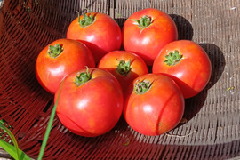 自然農園の健康野菜！トマト1キロ