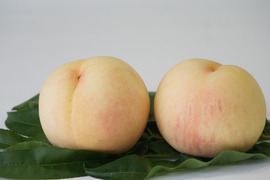 樹上完熟！岡山県備前市産びぜん白桃【加納岩白桃・紅清水白桃・末木白桃の３種のうち１種】約2kg