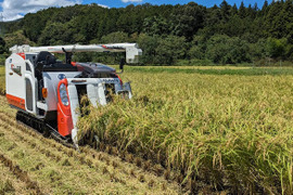 【玄米】令和7年度産♣️「夢ごこち」モチモチ派がハマるお米🌾京都・京丹後峰山産　特別栽培米3㎏