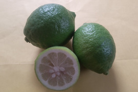 防腐剤、ワックス不使用　皮ごと使用綺麗な広島県産レモン　10ｋｇ