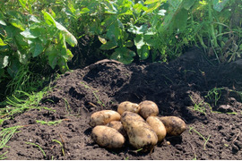 【高原野菜】  兵庫県但馬産じゃがいも（メークイン）20kg（箱入）