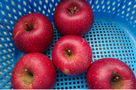 「訳ありしなのほっぺ」約10kg 少しの傷と色むらがありますが味は酸味からの甘味、パリッとシャリとお買い得品です。