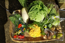 農薬、化学肥料不使用、微生物酵素農法旬の野菜詰め合わせ(8品)