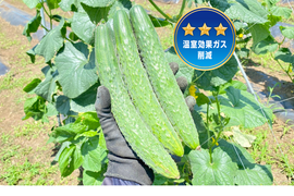 【自然栽培🍀在来種とげ太郎きゅうり1kg 10本前後】毎年種取りしています・昔ながらのきゅうりの味をお楽しみください