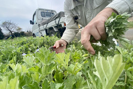 【自然栽培🍀春摘みよもぎ茶25g】栽培10年以上・健康な体づくりに