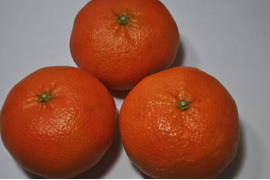 本州向け発送・甘平４．５キロ