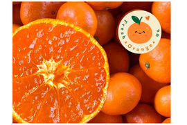 【贈答用】濃厚 真穴（まあな）産 早生みかん  サイズ混合 2S～Lサイズ 3kg  数量限定（サイズ指定不可）