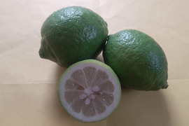 防腐剤、ワックス不使用　小玉レモン　良品２kg(約23個入）即日発送可能