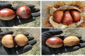 【甘さ２倍の極大粒　筑波栗】氷温貯蔵で甘い筑波栗　１セット限定 農薬不使用栽培　900g