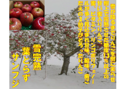 青森県産 大人気 自然りんご栽培葉とらずサンふじ「限定販売」2kg