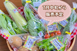 【自然栽培🍀固定種80サイズ】管理栄養士が育てる🧑‍⚕️朝採り新鮮！旬菜セットM（３〜５人様向け）