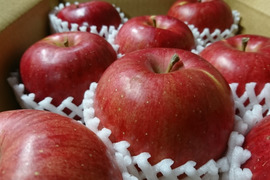 大臣賞ふじ　3キロ　12～9玉　秋田県からすぐに食べきりサイズを食卓へ