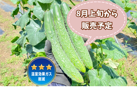 【自然栽培🍀在来種とげ太郎きゅうり３kg30本前後】毎年種取りしています・昔ながらのきゅうりの味をお楽しみください