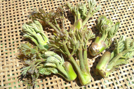 デトックスの春！　飛騨の旬♪　山菜セット！　贅沢なふき味噌も！　この時期だけの味をどうぞ！