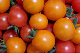 【有機JAS認証】香川産有機ミニトマト　何が届くかはお楽しみ！　1kg
「千果」「オレンジ千果」「アイコ」イエローアイコ」