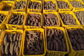 【栽培期間中　農薬不使用】和食だけでなくおやつにも合う正統派！紅あずま　10kg