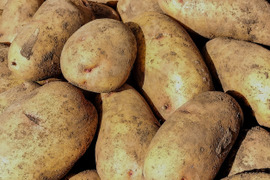 あまっ！熟成ジャガイモ「はるか」　５ｋｇ