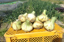 農家直送　淡路島産新玉ねぎ　訳あり5㌔