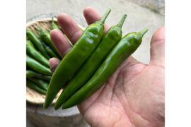 新鮮な唐辛子4.5キロ（緑） imgrc0062518076.jpg
