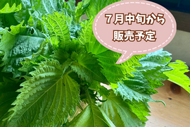 【自然栽培🍀ちりめん大葉/枝付き150g】初夏の香り🌿醤油漬け・大葉味噌など、ご飯のお供に！
