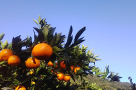 宮川早生みかん　　3ｋｇ