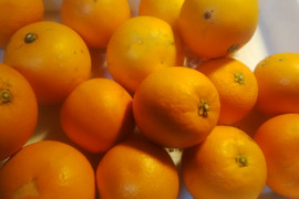 ブラッドオレンジ（タロッコ）傷あり　１．８ｋｇ