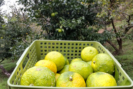 約2ｋｇ、本柚子（ゆず）、栽培期間中農薬不使用、C級程度、M,Sサイズ混合、