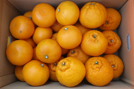 「柑橘食べ比べ」せとか&不知火約5キロ