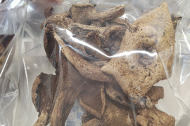 【秋茸の嬢王】香茸/コウタケ/ イノハナ/獅子茸/100g【上物/天日乾燥】