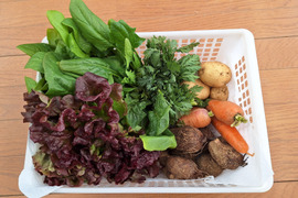 【農薬化学肥料不使用】旬の野菜セット(80サイズ6-7品)