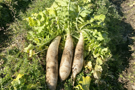 【自然栽培🍀固定種(在来種)大根】三浦大根（約３kg２〜４本）おでんやブリ大根などに最適