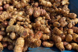 【赤菊芋 4kg】低カロリーで有りながら食べるインシュリン！シャキッとした食感でフライドポテトがお勧め !