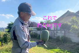 【自然栽培🍀固定種冬瓜】サラダでも加熱でも、優しい味の姫冬瓜・手頃な大きさ１個（２kg台）