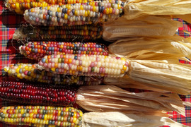 虹色に輝く宝石トウモロコシ「グラスジェムコーン（Glass Gem Corn）」10本　2025年産
観賞用です
クラフト、インテリア、リース、クラフト、撮影小物などさまざまな用途で人気があります