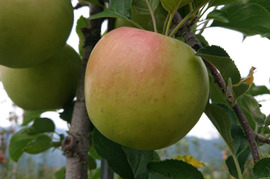 【予約販売】「名月約5kg入り」生産者が大好きなりんごです。甘みが強い品種です。写真は9/26現在です。