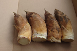 「朝どれ」たけのこ　春の味覚　福岡県北九州市産　１ｋｇ　（２～５個）