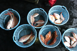 漁師直送の隠岐は西ノ島で釣りたて魚の詰め合わせ。