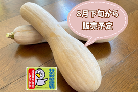 【自然栽培🎃固定種・鶴首かぼちゃ1本1㎏以上】ポタージュやソテーでどうぞ🎶濃厚な甘さ