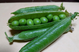 大人気!!甘くて柔らかい『えんどう豆』1kg【漢方栽培】