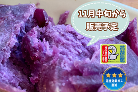 特別栽培🎖️【自然栽培🍠パープルスイートロード（約1.5kg）】ほっくり系の紫芋・焼き芋にオススメ！