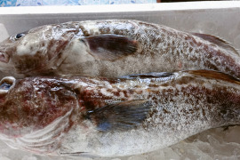鍋・味噌汁・煮付けに！鱈の身＆あらセット　約１ｋｇ