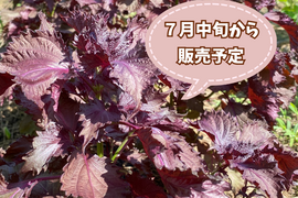 【自然栽培🍀伝統品種ちりめん赤紫蘇・枝付き300g】梅干し・柴漬け・紫蘇ジュースに（簡単レシピ付き）