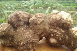 【❗数量限定❗】縁起物✨✨ばぁばのモノスゴイ八つ頭イモ4.5㎏ 🍠🍠✨✨✨クール便