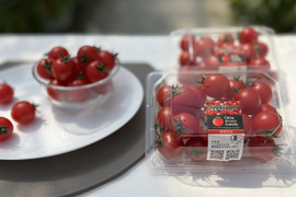 甘くて濃厚！『知多アモーレトマト』（お試しサイズ・250gｘ2p）