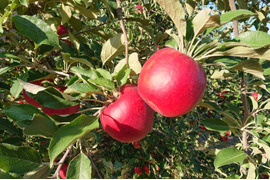 まるせい果樹園の紅玉　3ｋ　贈答用　家庭用　自家用　加工用 rk6