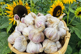 最上赤にんにく1kg　山形最上伝承野菜