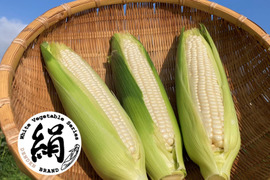 【生で食べられる】★★夏のご褒美★★ダントツの甘さ！田田-でんでん-の白とうもろこし【ブランド絹】｜朝採れの最高品を厳選してお届け！(8本/80サイズ)